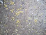 image of grave number 419942